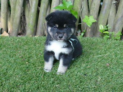 CHIOT 1 NOIR FEU