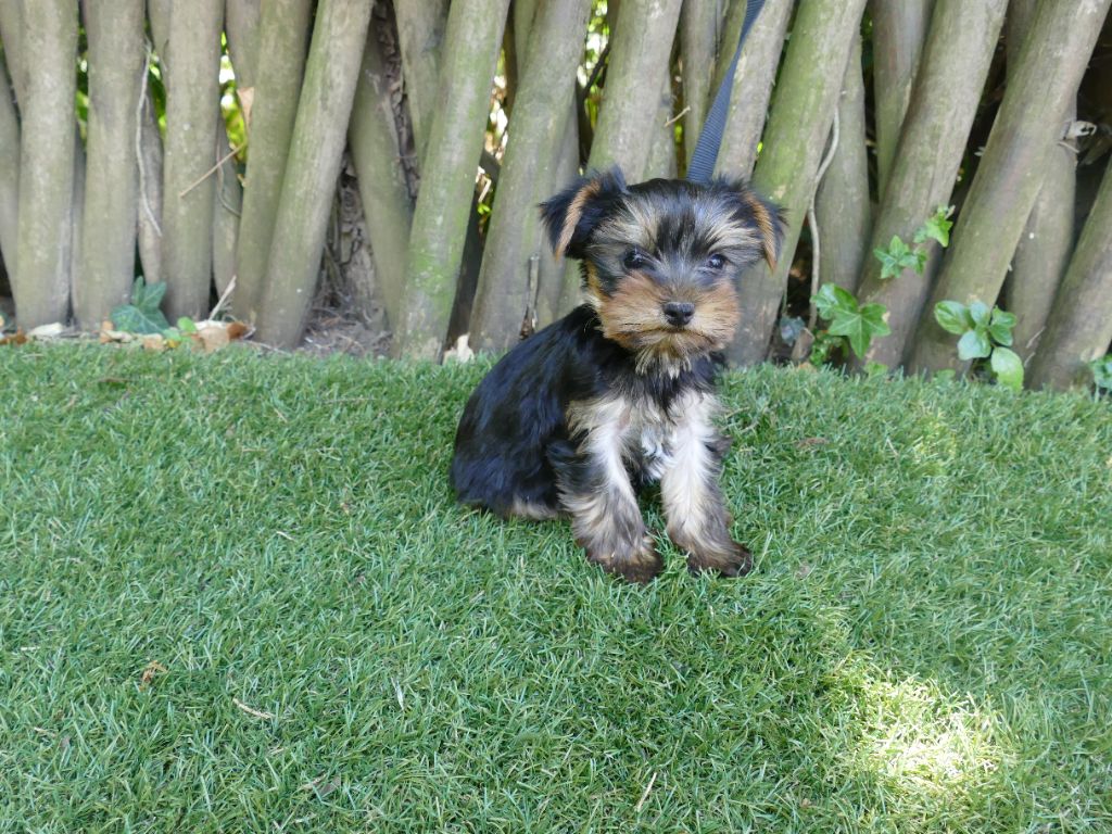 Du Temps Des Amazones - Chiots disponibles - Yorkshire Terrier