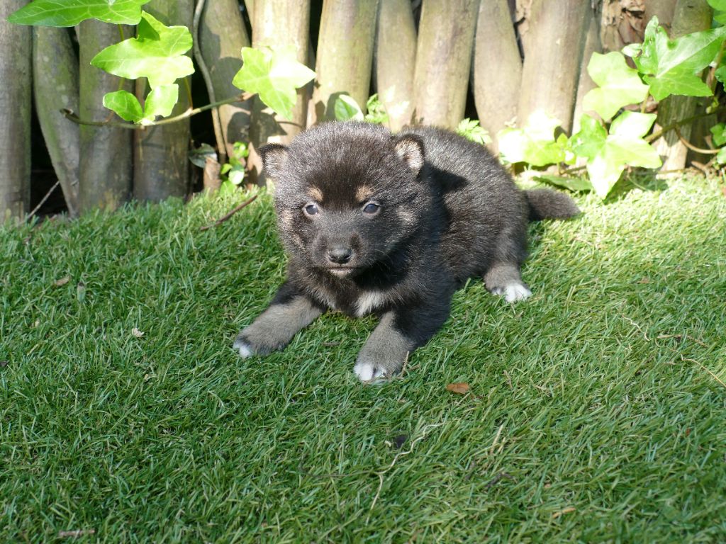 Du Temps Des Amazones - Chiots disponibles - Shiba