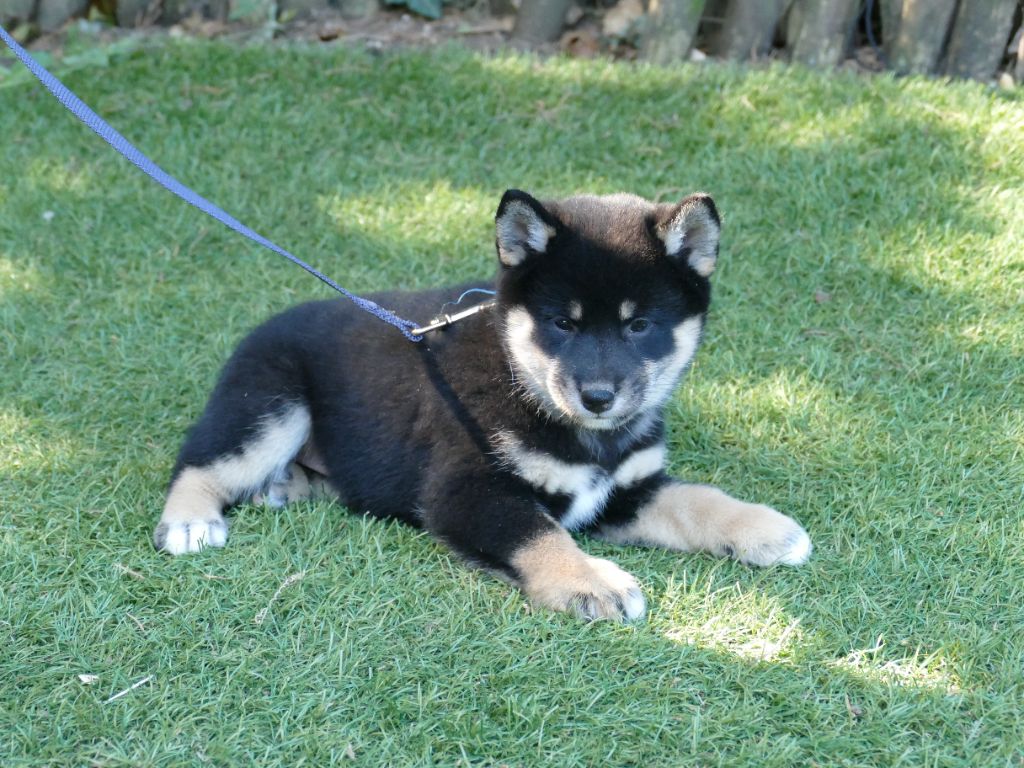 Du Temps Des Amazones - Chiots disponibles - Shiba