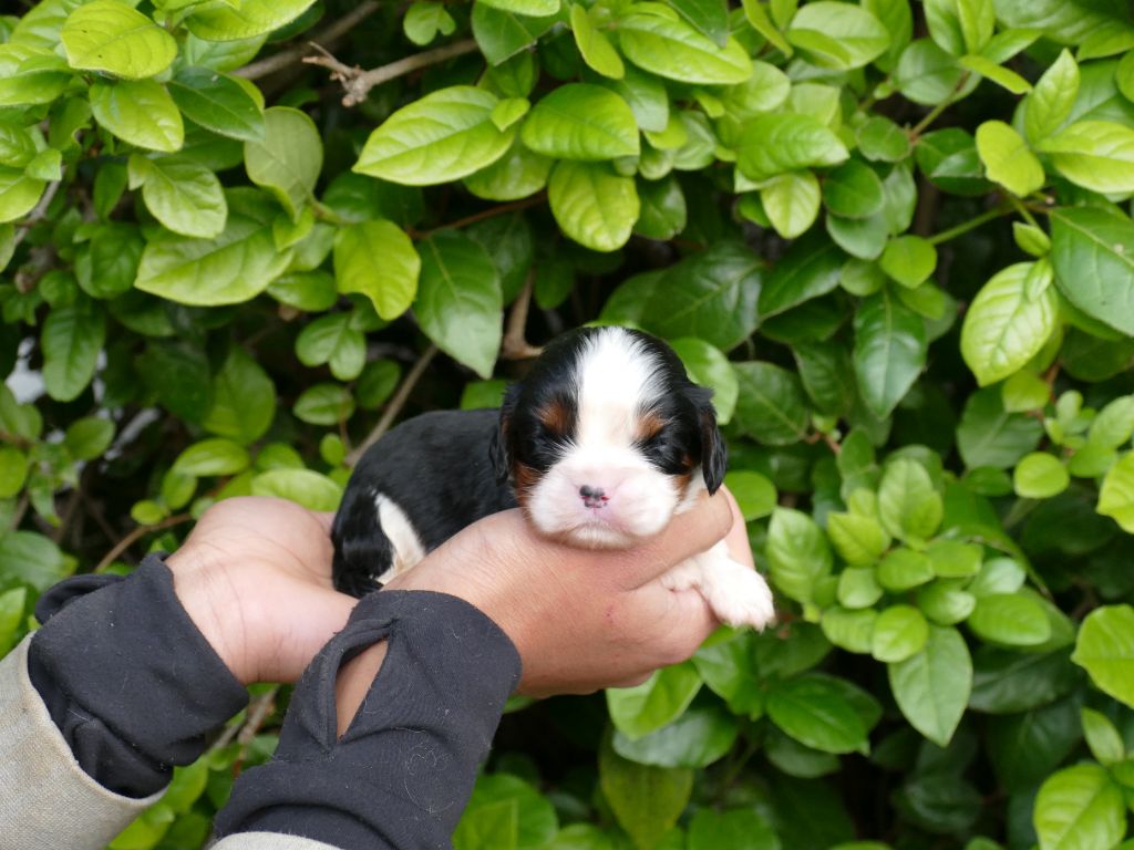Du Temps Des Amazones - Chiots disponibles - Cavalier King Charles Spaniel