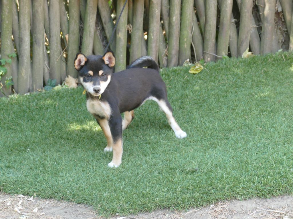 Du Temps Des Amazones - Chiots disponibles - Shiba
