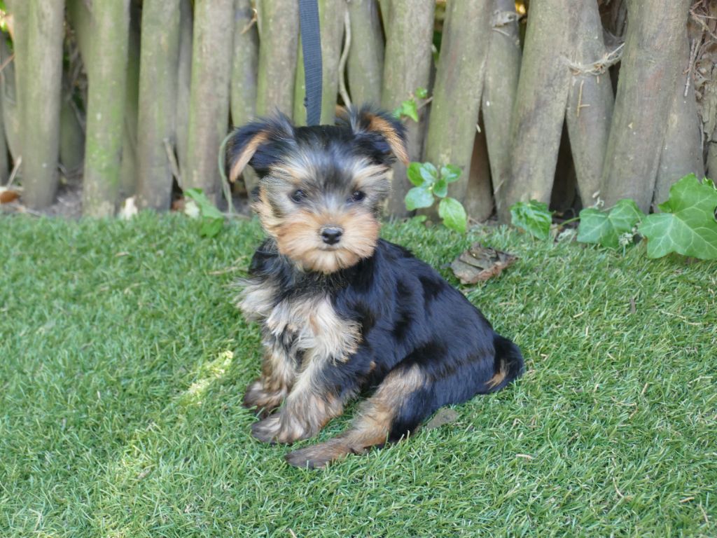 Du Temps Des Amazones - Chiots disponibles - Yorkshire Terrier