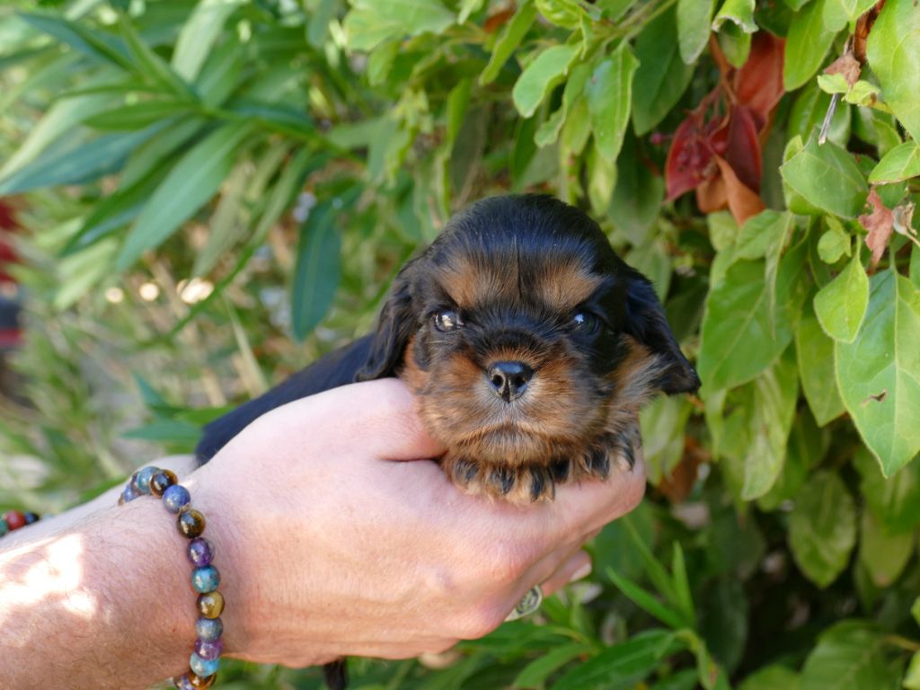 Du Temps Des Amazones - Chiots disponibles - Cavalier King Charles Spaniel