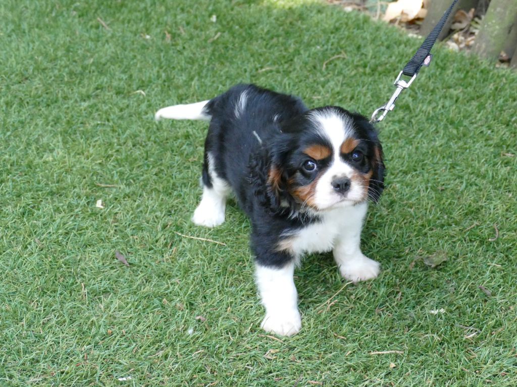 Du Temps Des Amazones - Chiots disponibles - Cavalier King Charles Spaniel