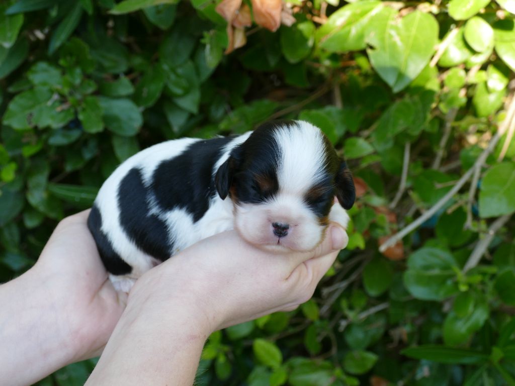 Du Temps Des Amazones - Chiots disponibles - Cavalier King Charles Spaniel