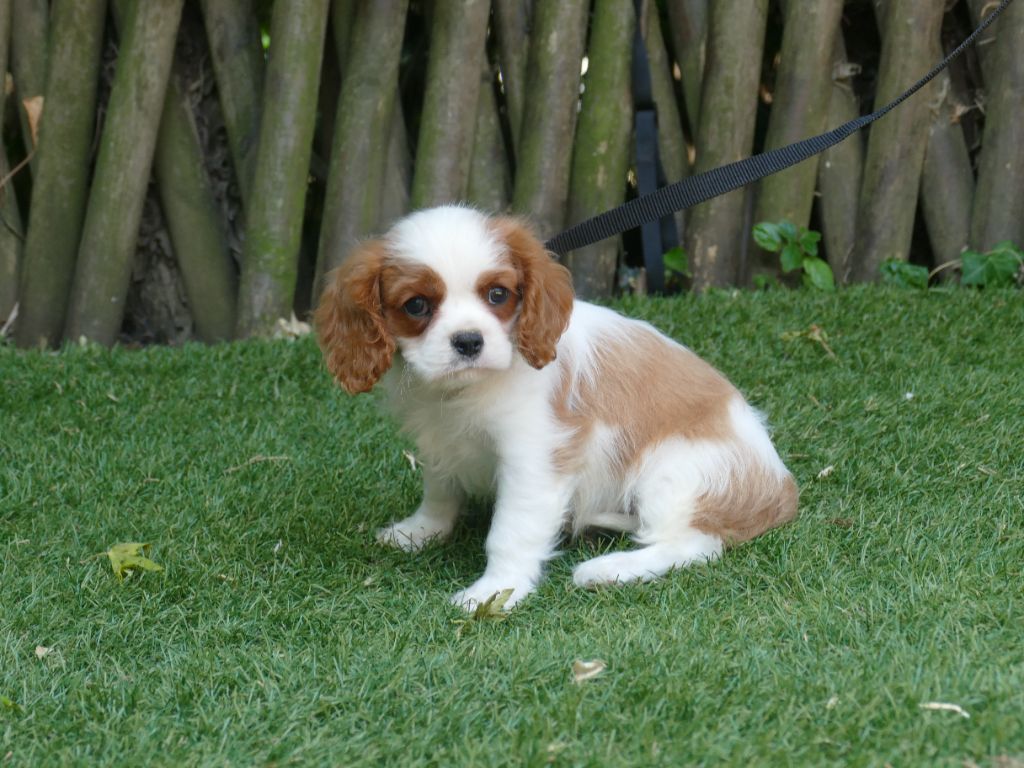 Du Temps Des Amazones - Chiots disponibles - Cavalier King Charles Spaniel