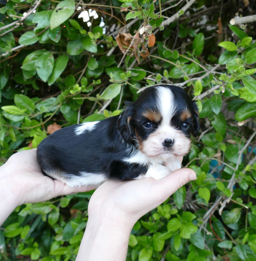 Du Temps Des Amazones - Chiots disponibles - Cavalier King Charles Spaniel