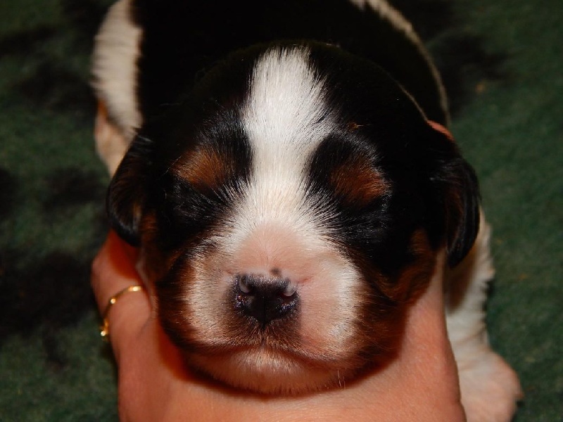 Du Temps Des Amazones - Cavalier King Charles Spaniel - Portée née le 08/01/2016