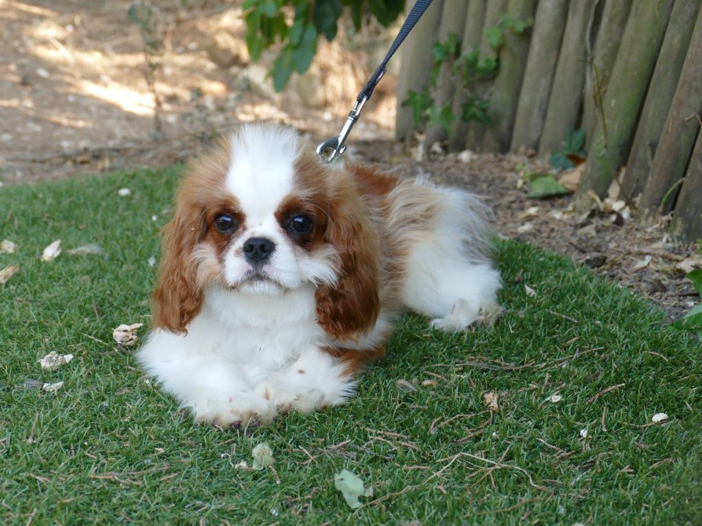 Du Temps Des Amazones - Chiots disponibles - Cavalier King Charles Spaniel