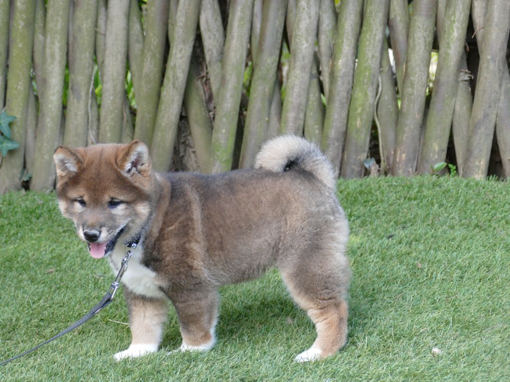 Du Temps Des Amazones - Chiots disponibles - Shiba