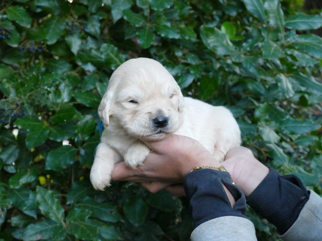 Du Temps Des Amazones - Chiots disponibles - Golden Retriever