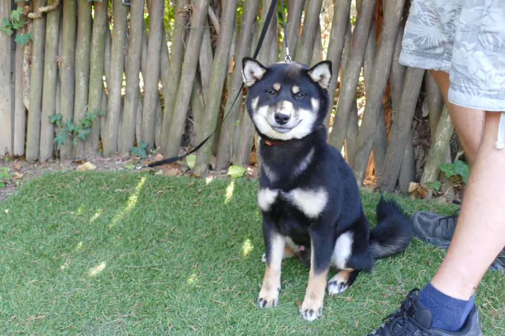Du Temps Des Amazones - Chiots disponibles - Shiba