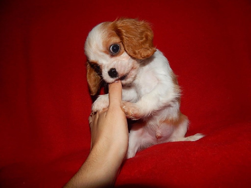 Du Temps Des Amazones - Cavalier King Charles Spaniel - Portée née le 01/11/2014