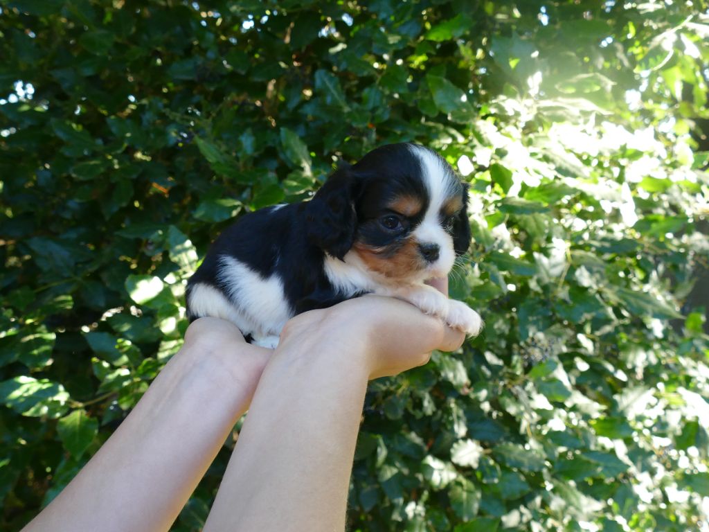 Du Temps Des Amazones - Chiots disponibles - Cavalier King Charles Spaniel