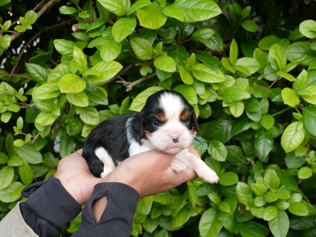 Du Temps Des Amazones - Chiots disponibles - Cavalier King Charles Spaniel