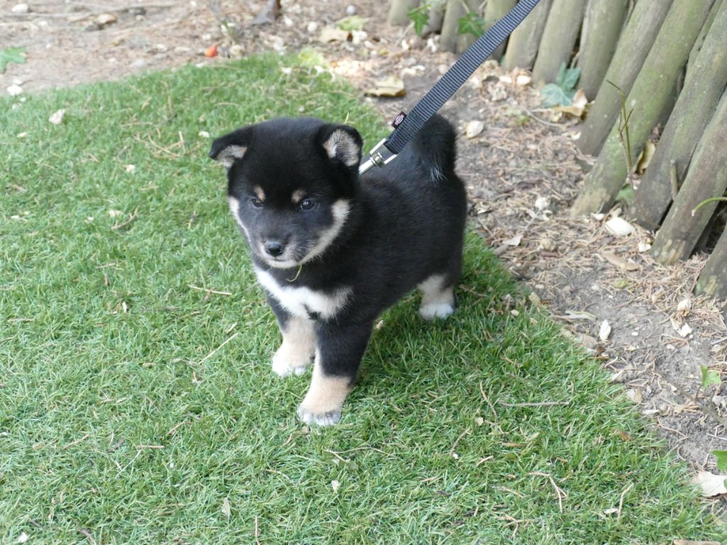 Du Temps Des Amazones - Chiots disponibles - Shiba