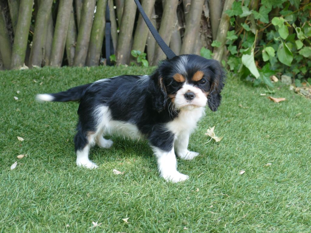 Du Temps Des Amazones - Chiots disponibles - Cavalier King Charles Spaniel