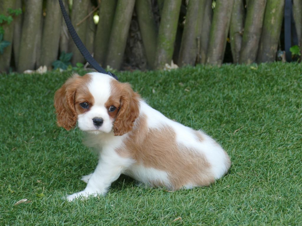 Du Temps Des Amazones - Chiots disponibles - Cavalier King Charles Spaniel