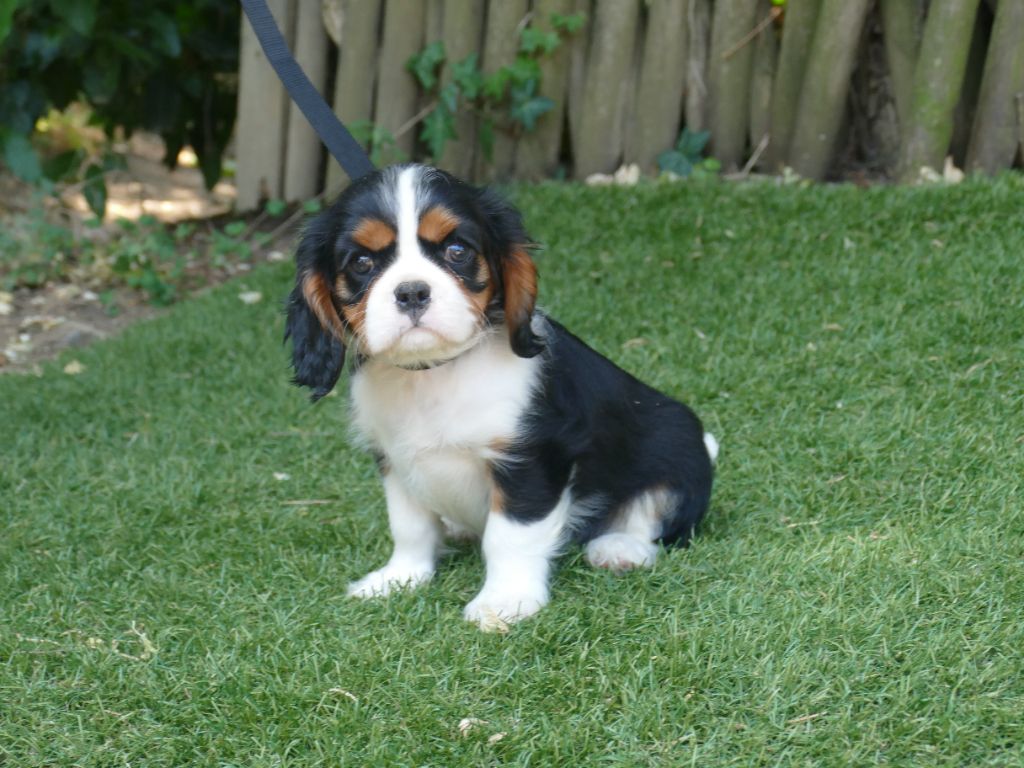 Du Temps Des Amazones - Chiots disponibles - Cavalier King Charles Spaniel