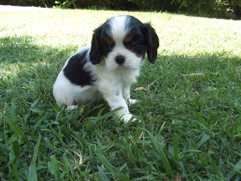 Du Temps Des Amazones - Cavalier King Charles Spaniel - Portée née le 24/06/2016