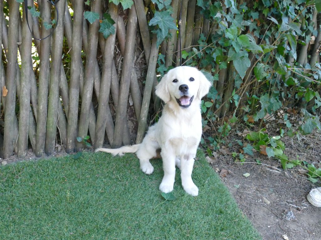 Du Temps Des Amazones - Chiots disponibles - Golden Retriever