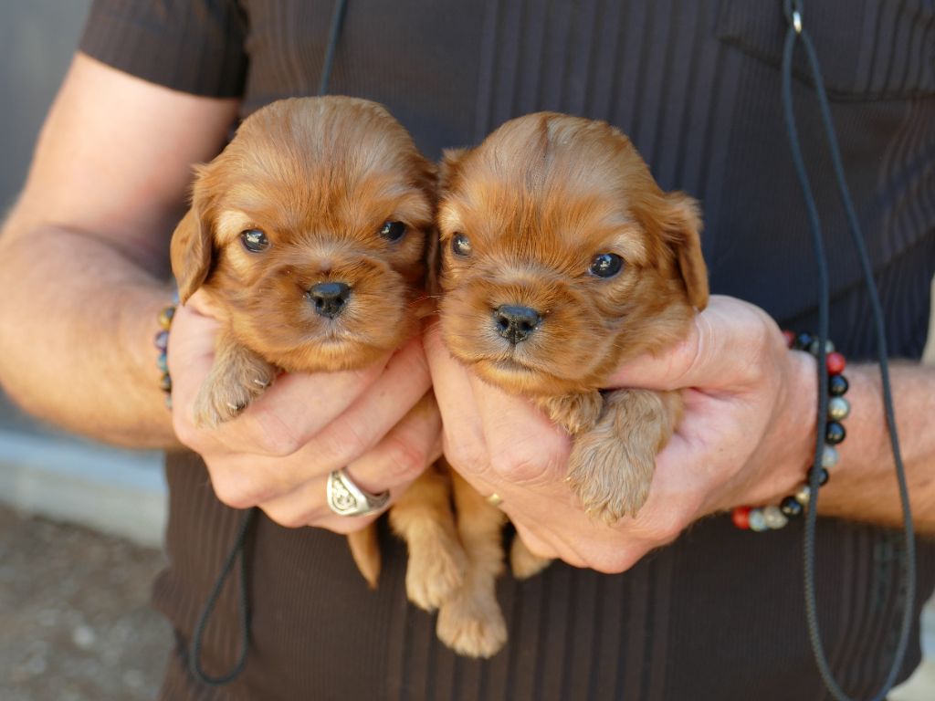 Du Temps Des Amazones - Chiots disponibles - Cavalier King Charles Spaniel