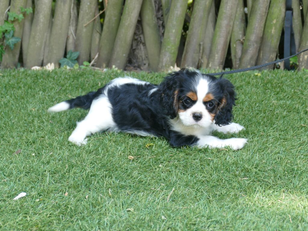 Du Temps Des Amazones - Chiots disponibles - Cavalier King Charles Spaniel