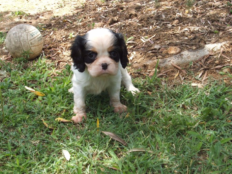 Du Temps Des Amazones - Cavalier King Charles Spaniel - Portée née le 25/06/2016