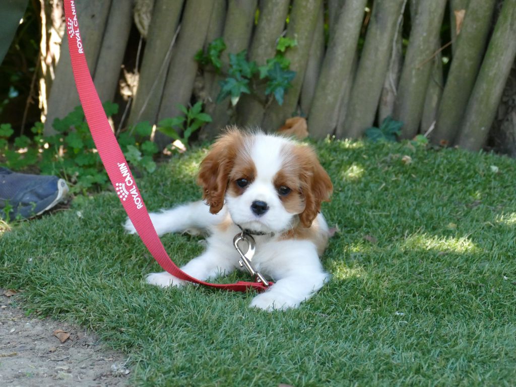 Du Temps Des Amazones - Chiots disponibles - Cavalier King Charles Spaniel