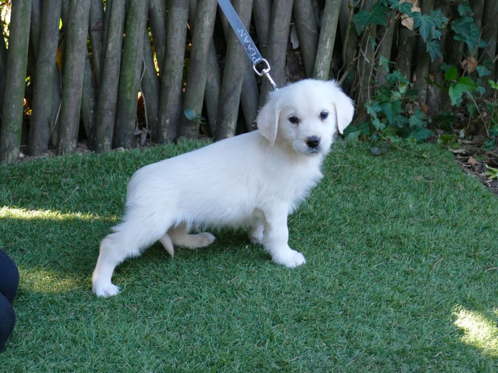 Du Temps Des Amazones - Chiots disponibles - Golden Retriever
