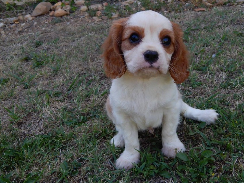 Du Temps Des Amazones - Cavalier King Charles Spaniel - Portée née le 30/04/2016