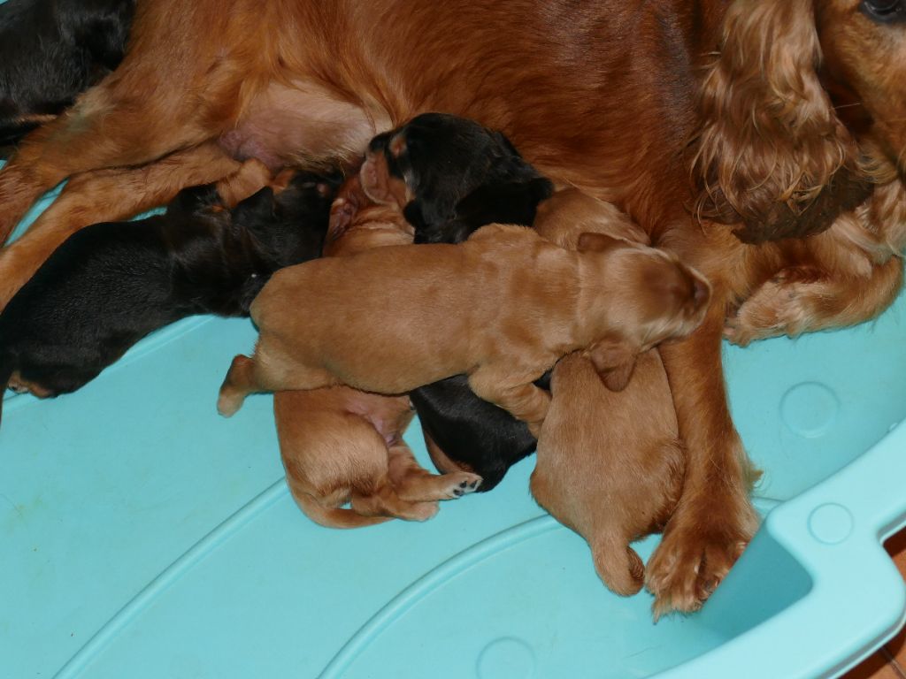 Du Temps Des Amazones - Chiots disponibles - Cocker Spaniel Anglais