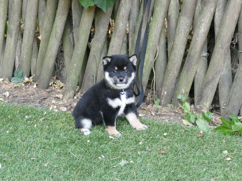 Du Temps Des Amazones - Chiots disponibles - Shiba