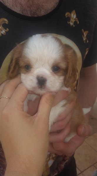 Du Temps Des Amazones - Cavalier King Charles Spaniel - Portée née le 07/08/2016