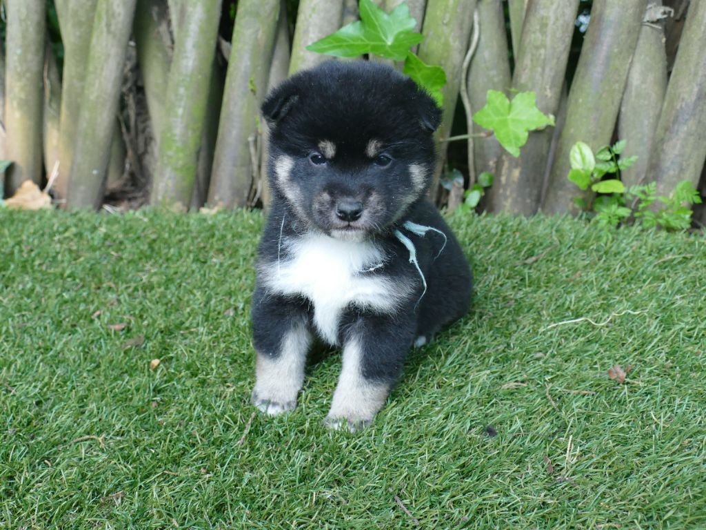 Du Temps Des Amazones - Chiots disponibles - Shiba