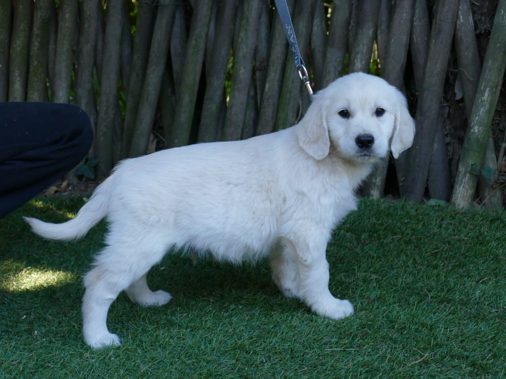 Du Temps Des Amazones - Chiots disponibles - Golden Retriever