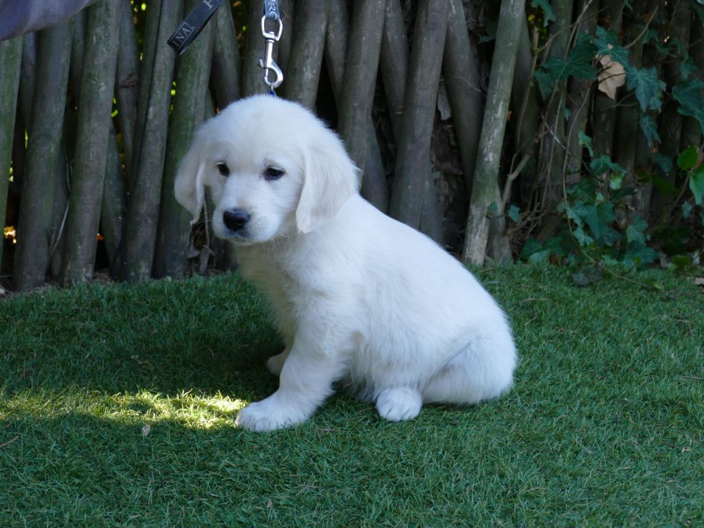 Du Temps Des Amazones - Chiots disponibles - Golden Retriever