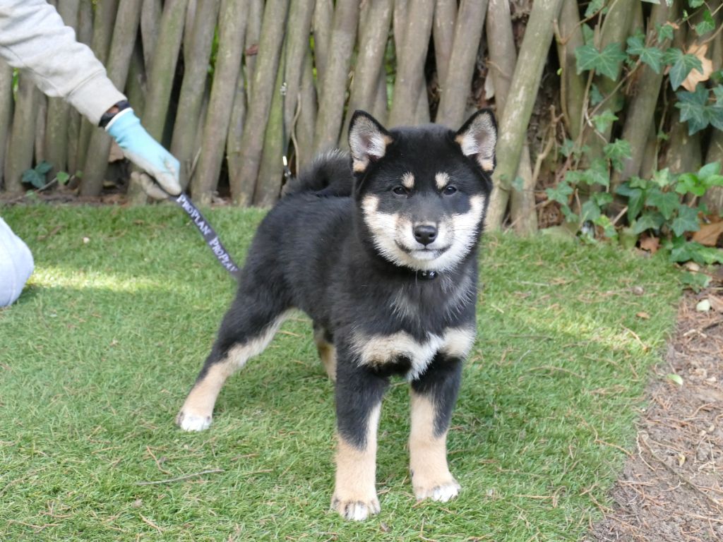Du Temps Des Amazones - Chiots disponibles - Shiba