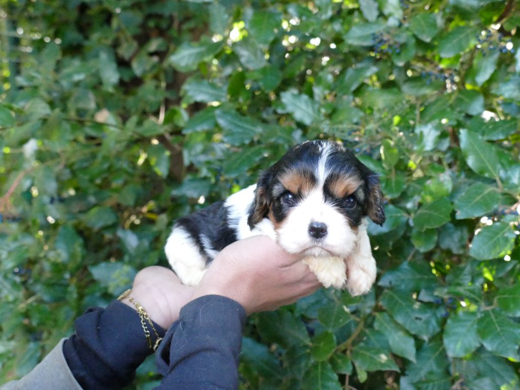 Du Temps Des Amazones - Chiots disponibles - Cavalier King Charles Spaniel