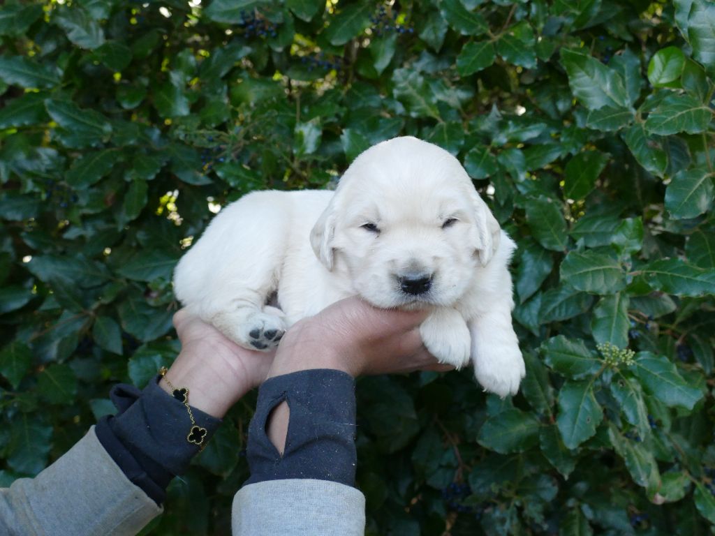 Du Temps Des Amazones - Chiots disponibles - Golden Retriever