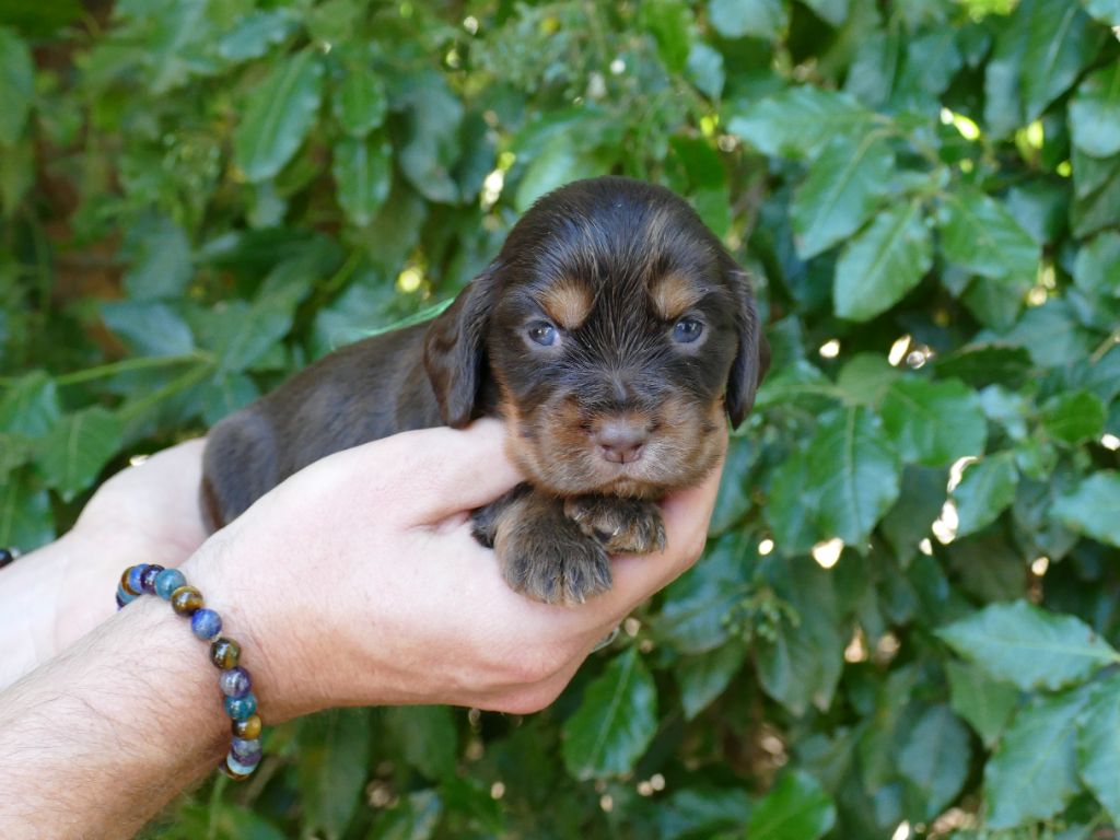 Du Temps Des Amazones - Chiots disponibles - Cocker Spaniel Anglais