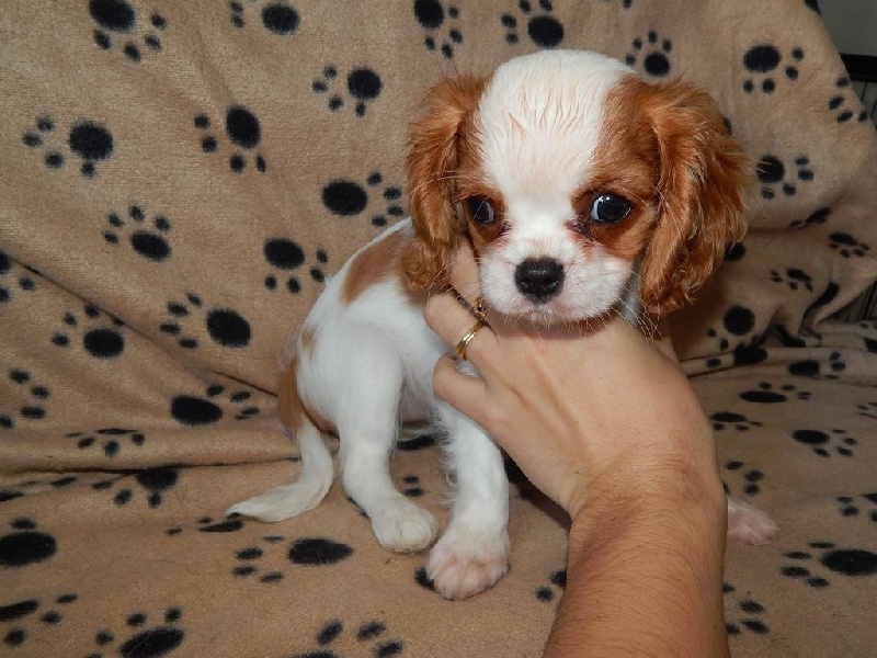 Du Temps Des Amazones - Cavalier King Charles Spaniel - Portée née le 25/10/2014