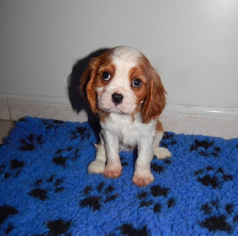 Du Temps Des Amazones - Cavalier King Charles Spaniel - Portée née le 31/10/2015