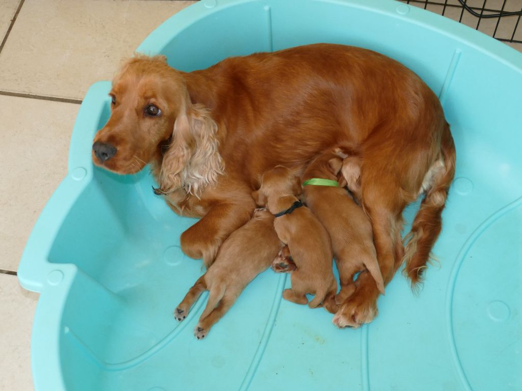 Du Temps Des Amazones - Chiots disponibles - Cocker Spaniel Anglais