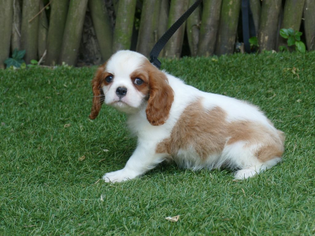 Du Temps Des Amazones - Chiots disponibles - Cavalier King Charles Spaniel