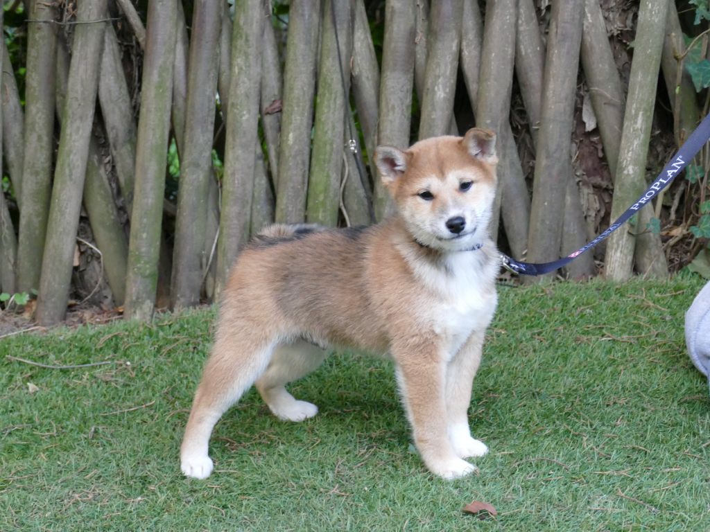 Du Temps Des Amazones - Chiots disponibles - Shiba