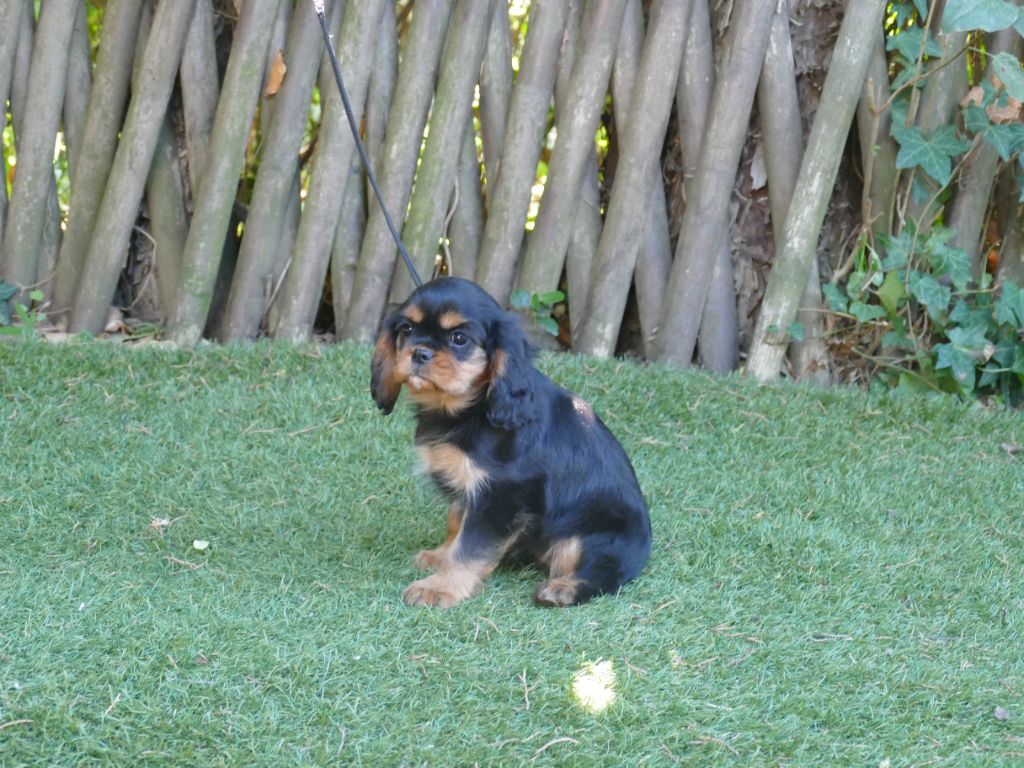 Du Temps Des Amazones - Chiots disponibles - Cavalier King Charles Spaniel
