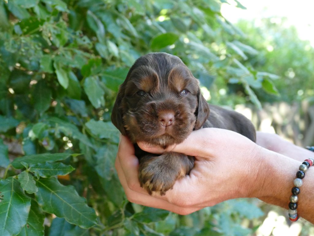 Du Temps Des Amazones - Chiots disponibles - Cocker Spaniel Anglais