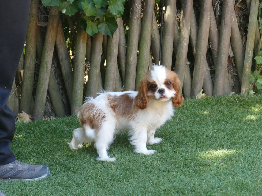 Du Temps Des Amazones - Chiots disponibles - Cavalier King Charles Spaniel
